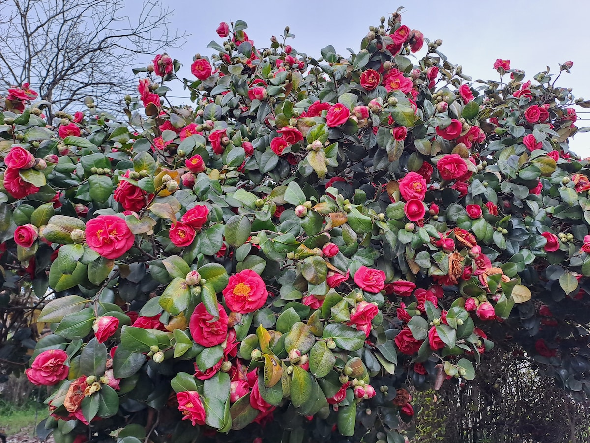 A large flowering shrub is covered in vibrant red blooms and lush green leaves. Buds and fully open flowers coexist, creating a rich texture. The background features a grey sky and leafless branches, providing a contrast to the colorful blossoms.