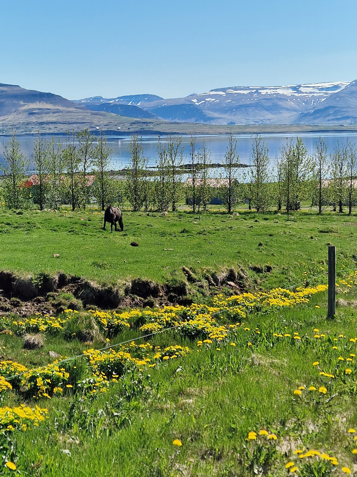 A verdant landscape is depicted, featuring a horse grazing in a lush green field dotted with yellow flowers. In the background, mountains rise above a tranquil body of water, reflecting the clear blue sky and enhancing the serene atmosphere of the surroundings.