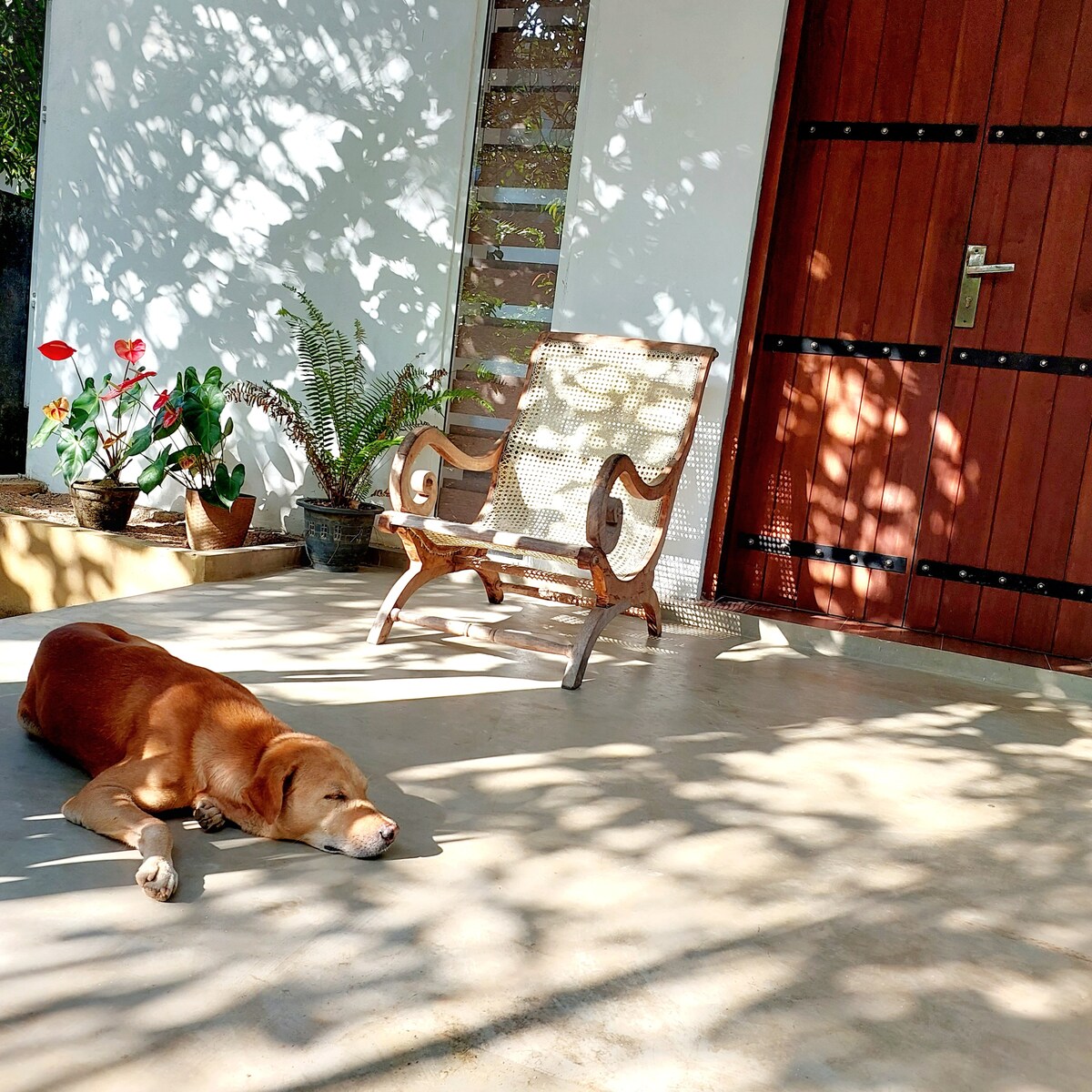 A sunlit outdoor area features a wooden rocking chair positioned beside a potted fern and flowers. A relaxed dog rests on the smooth concrete floor, while gentle shadows from the trees add to the tranquil atmosphere near the wooden door.