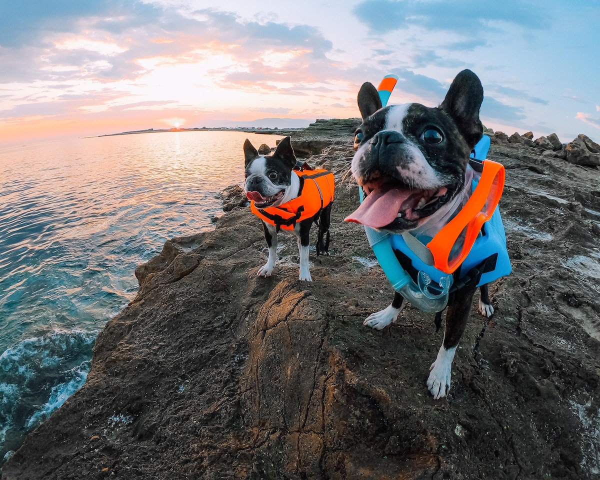 Two dogs are seen on rocky terrain near the water, wearing brightly colored life vests. The sun is setting in the background, creating a warm glow across the sky. The calm water reflects the colors of the sunset, enhancing the serene environment.