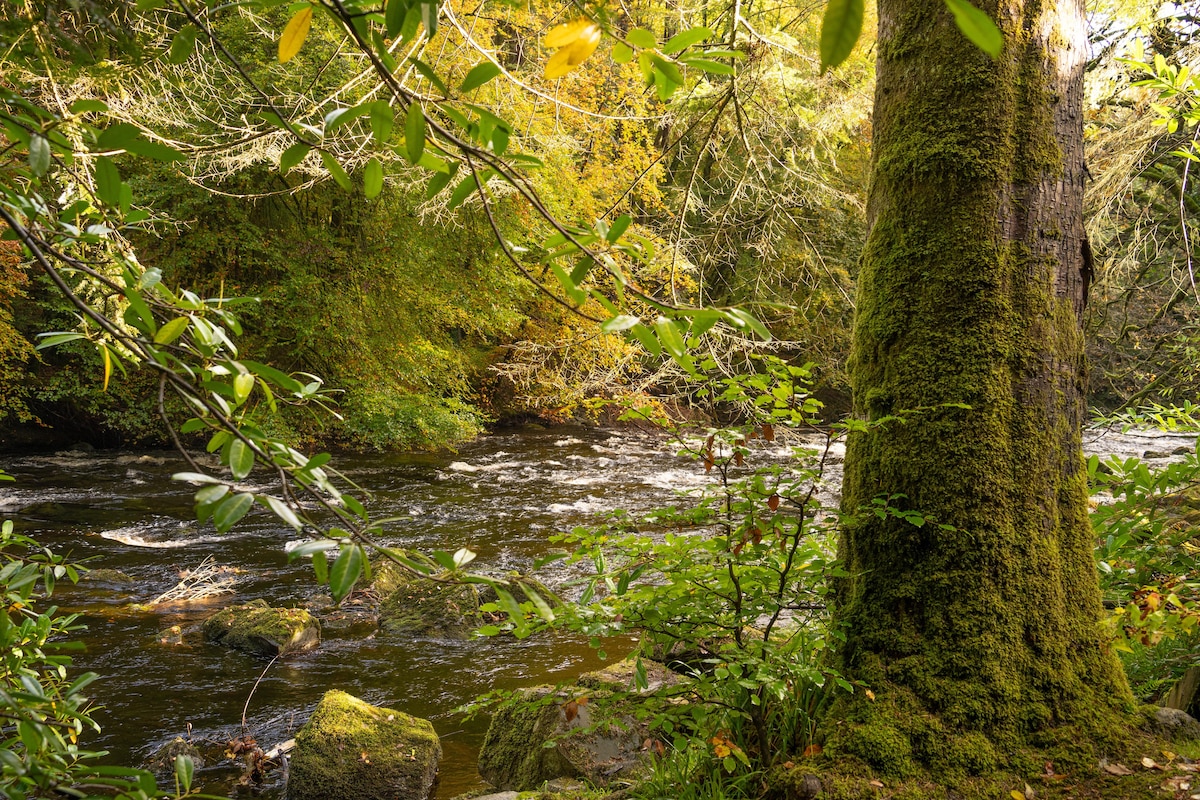 A serene river scene is captured with flowing water visible through a canopy of lush greenery. A moss-covered tree stands prominently on the riverbank, surrounded by leafy plants and rocks. The vibrant colors of autumn foliage add a rich texture to the natural setting.
