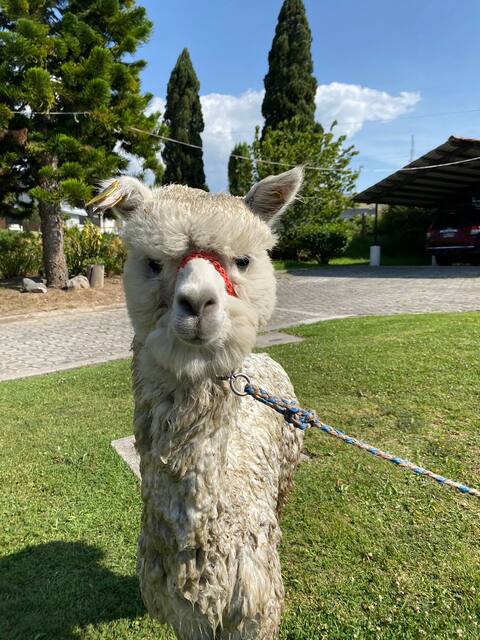 10 Hectare Alpaca Farm Across from Airport
