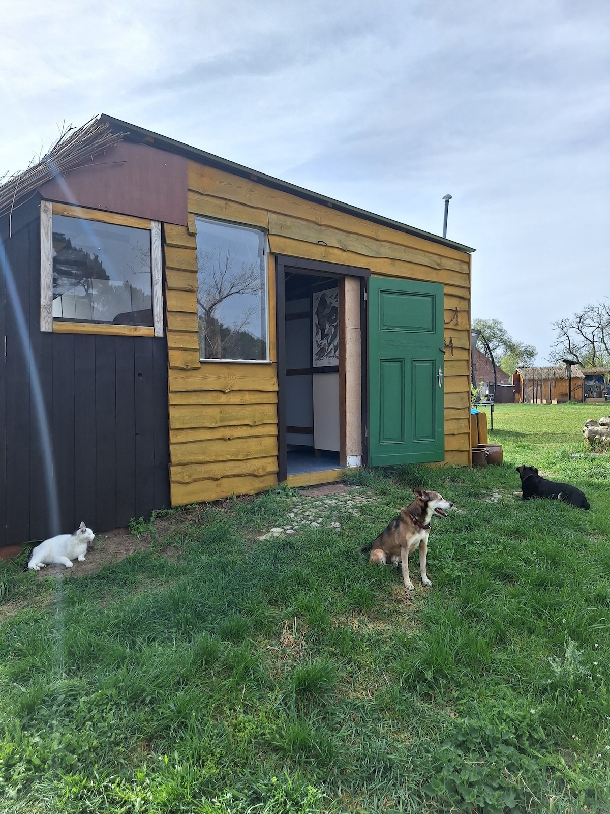 A small wooden cabin features a green door and large windows, allowing natural light to enter. Two dogs are seated on the grassy area in front of the cabin, while a third dog is visible near the entrance, enhancing the rustic charm of the setting.