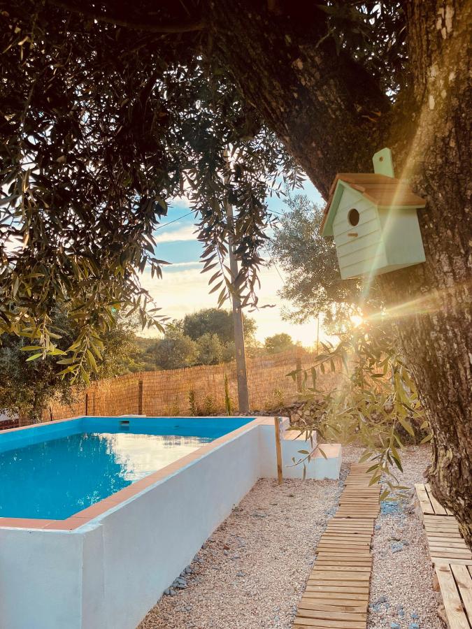 A swimming pool is positioned beside a tree, with a birdhouse attached to its trunk. The pool is framed by a simple white wall and surrounded by gravel, while a wooden pathway leads towards the water. Soft natural light filters through the trees in the background.