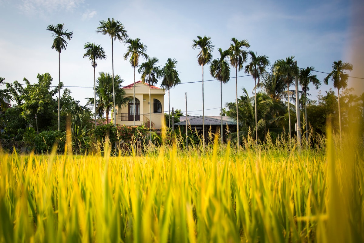A golden expanse of rice fields is framed by vibrant green palm trees. In the background, a two-story house showcases a classic design beneath a clear blue sky, surrounded by lush vegetation, creating a peaceful rural landscape.