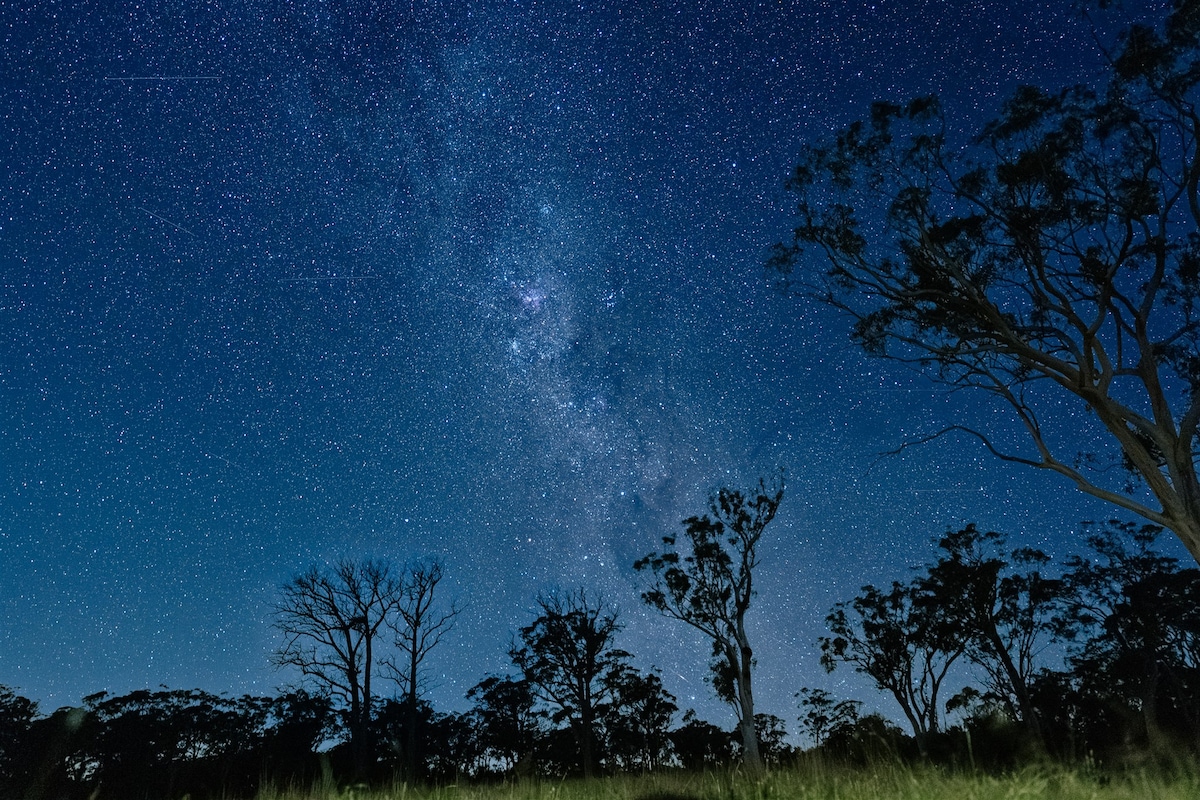 A clear night sky is filled with a blanket of stars, showcasing the Milky Way's vibrant core. Silhouettes of tall trees stand against the deep blue backdrop, creating a serene and tranquil atmosphere, highlighting the beauty of the Australian bush at night.
