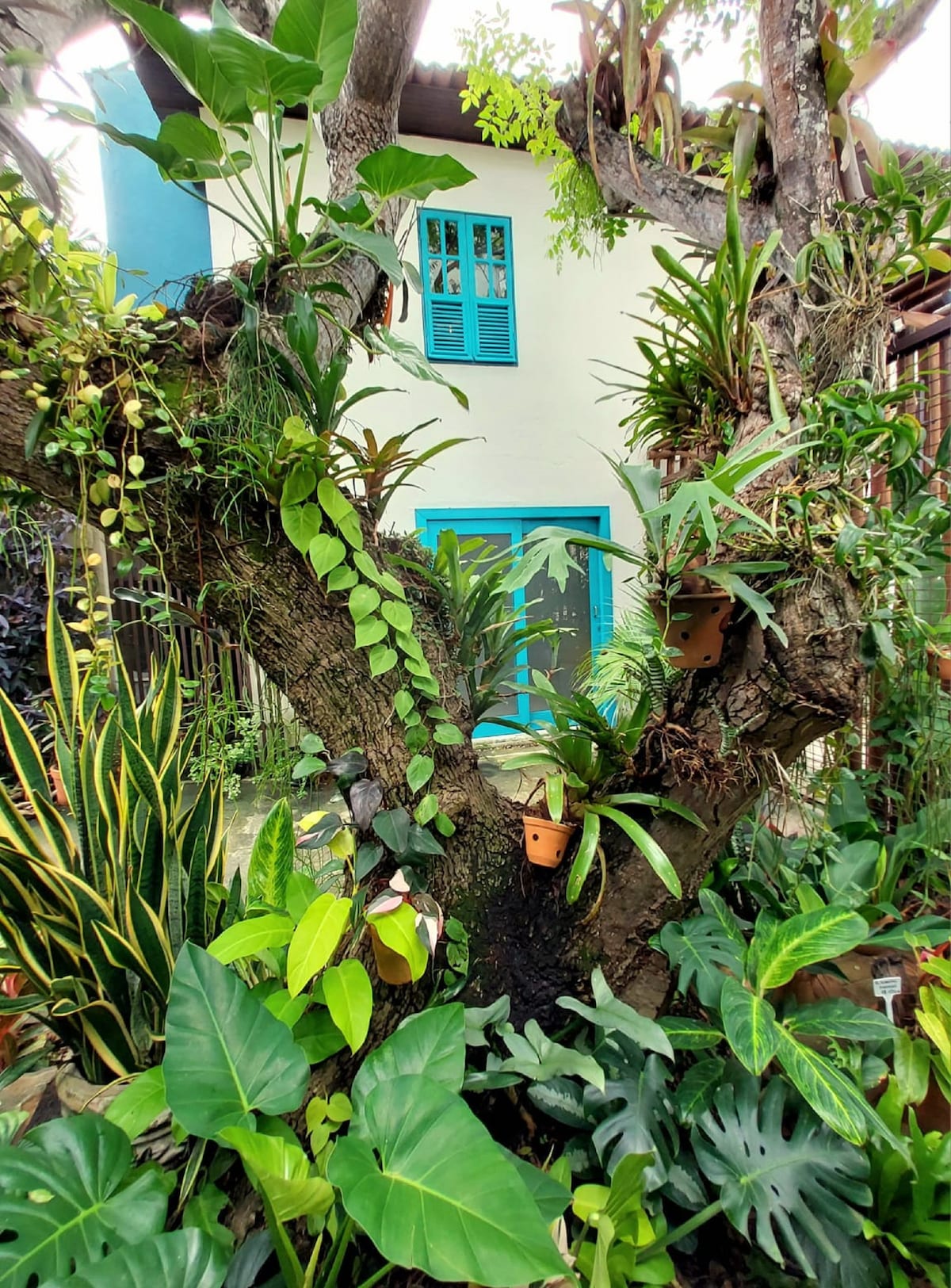 A vibrant garden scene showcases a variety of tropical plants, including tall green leaves and hanging pots. A charming two-story building with a blue façade and teal window shutters is partially visible, framed by lush greenery and tree branches.