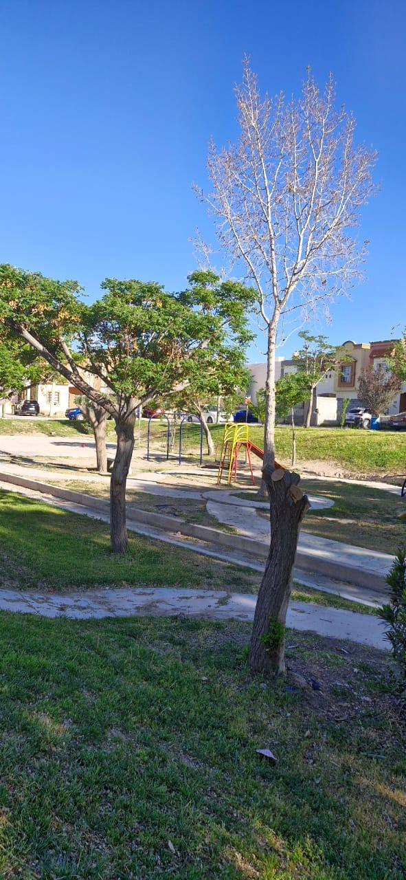 A grassy area features several trees, including one that is leafless, alongside a playground with colorful equipment in the background. A clear blue sky complements the serene environment, inviting relaxation and play.