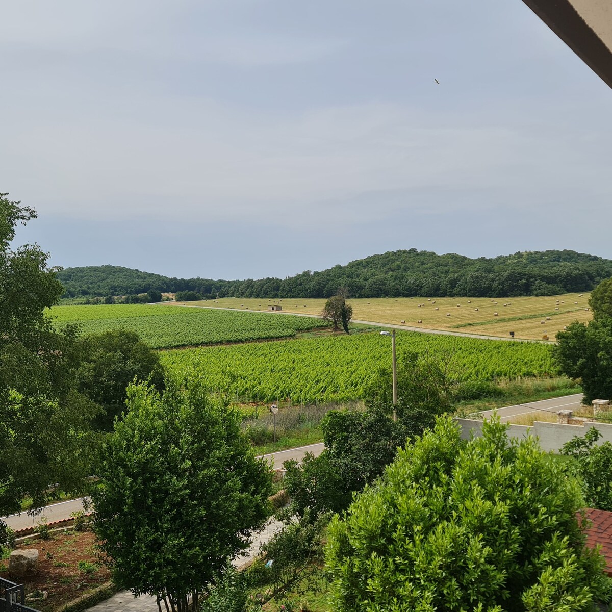 1A  · Comfort apartment with Vineyard view