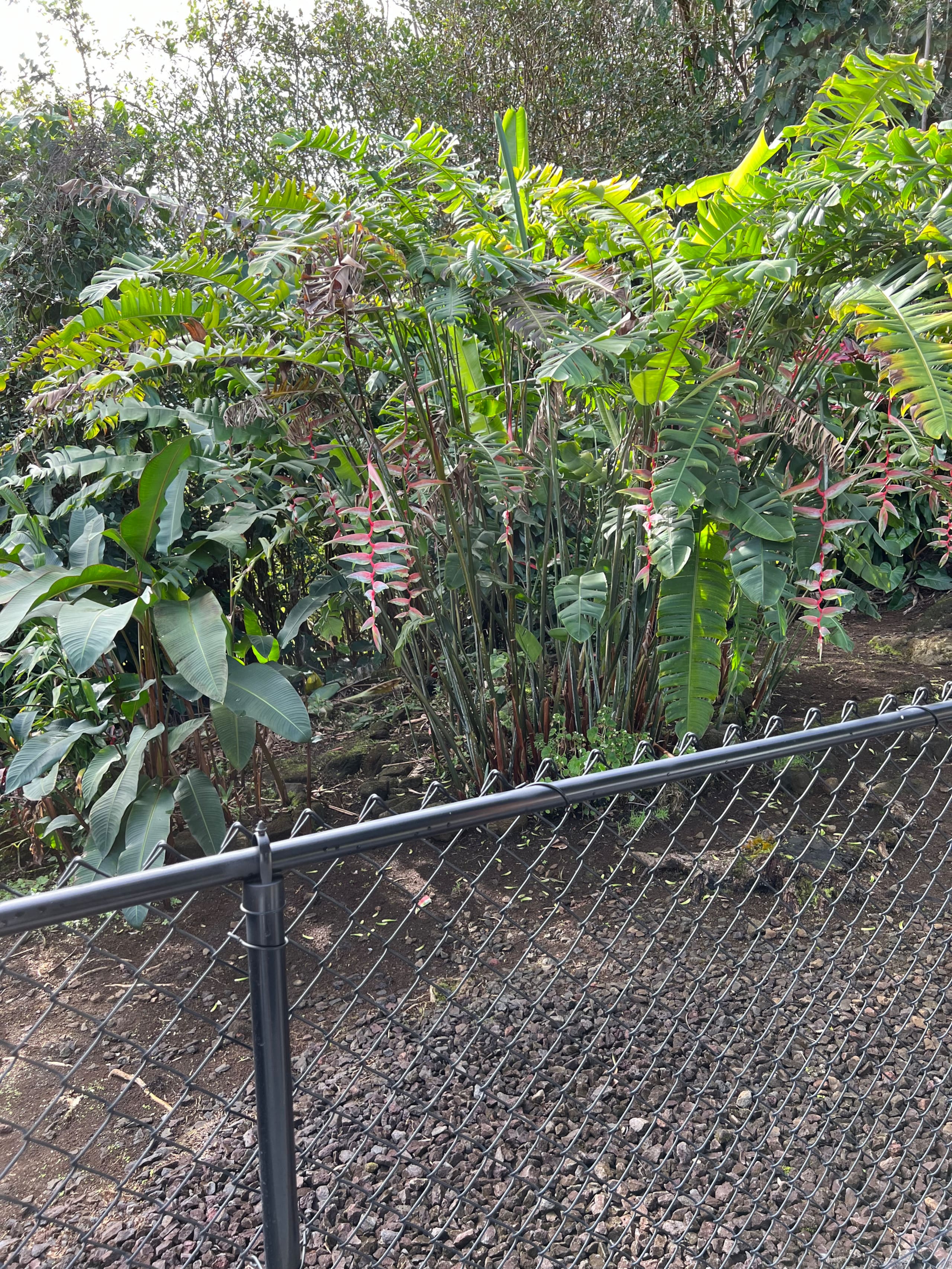 Home in Hilo · ★5.0 · 1 bedroom · 2 beds · 1 private bath - Image 105
