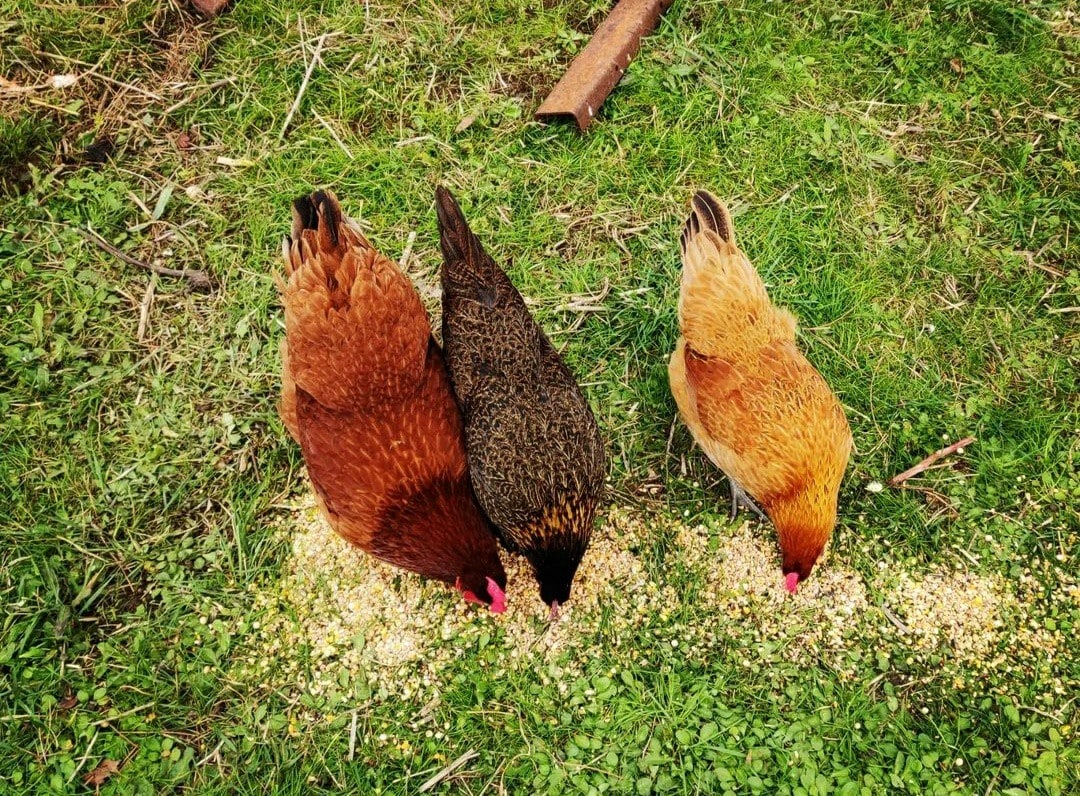 Three chickens are seen pecking at scattered grains on a grassy patch. Their feathers display a variety of colors, including reddish-brown, dark speckled, and golden hues. The surrounding area features green grass and a rustic, natural setting.