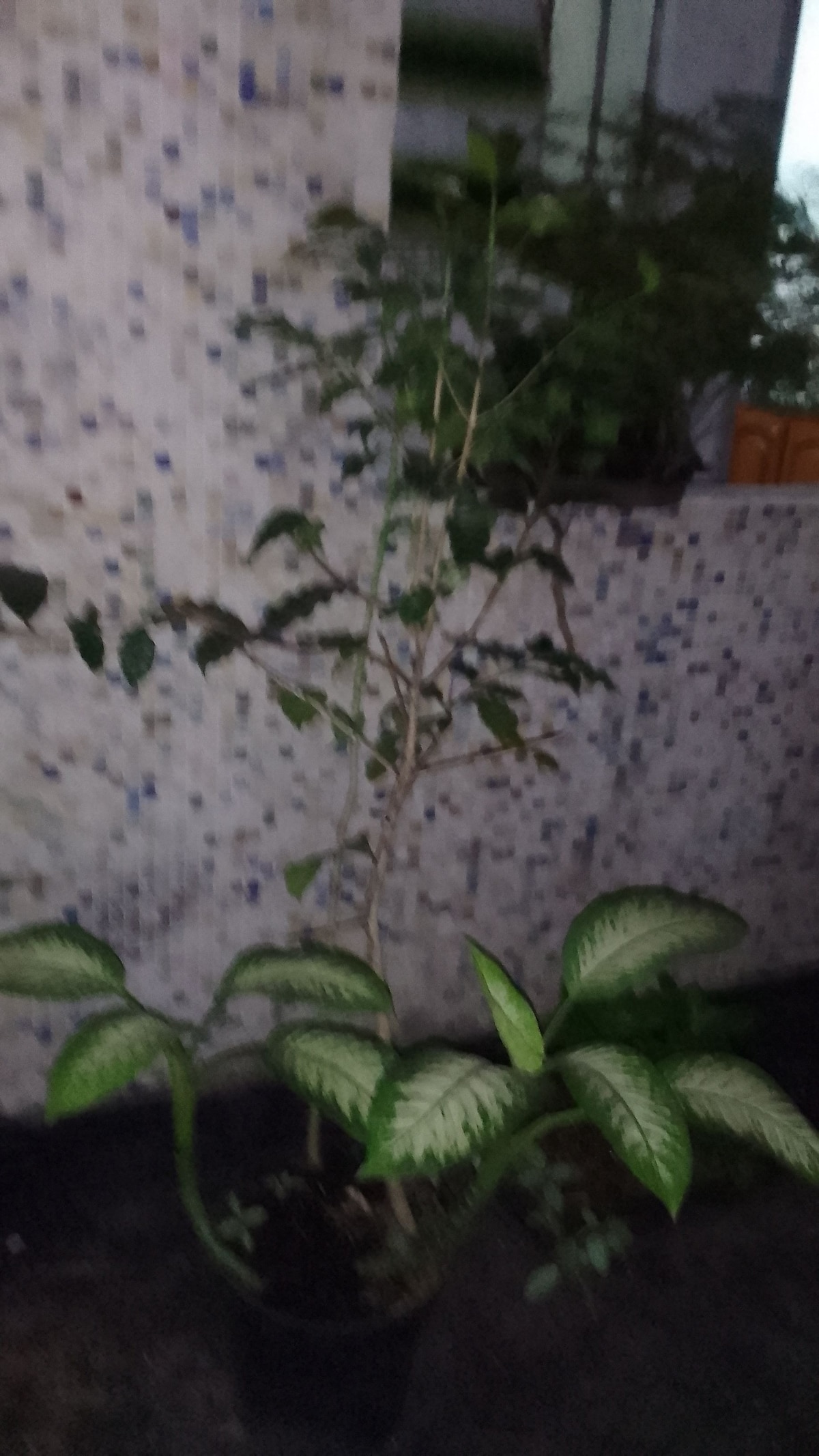 A potted plant displaying large, variegated leaves is situated in the foreground. In the background, another plant with smaller, leafless branches is positioned against a tiled wall, creating a subtle natural element within the space.