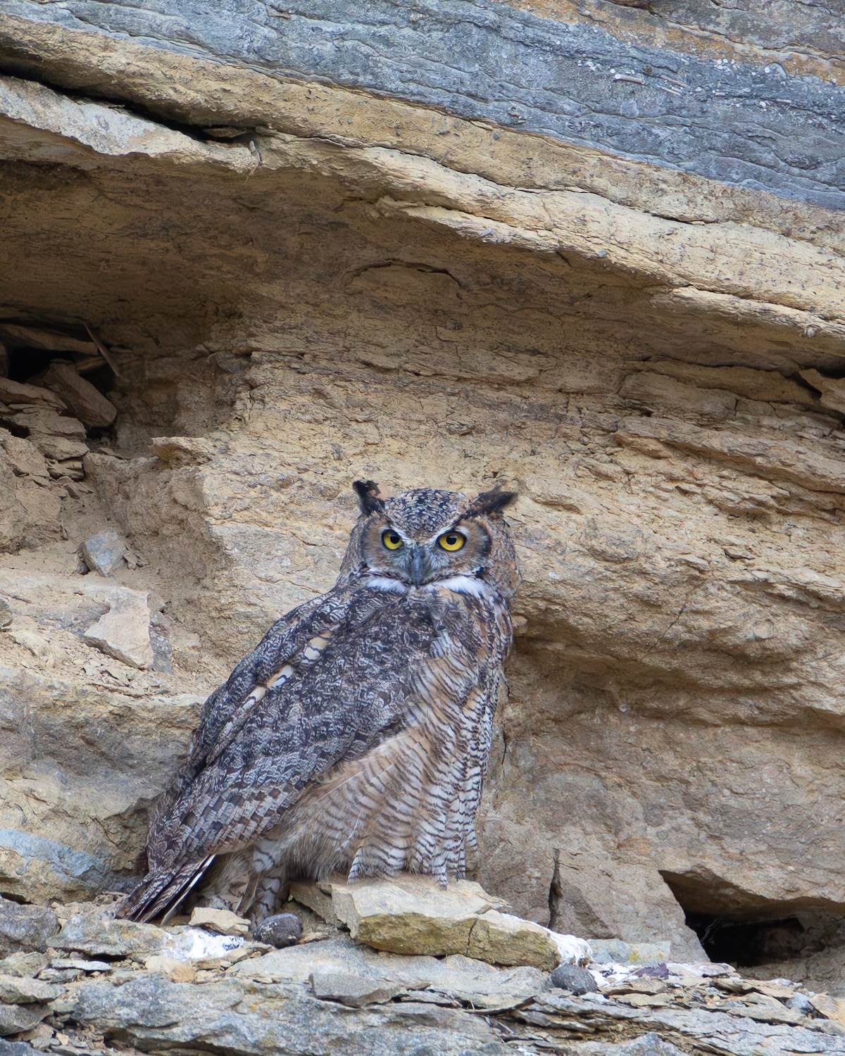 A Great Horned Owl is perched on a rocky ledge, blending into the earthy tones of the surrounding cliff. Its distinctive tufts resemble ears, and its yellow eyes observe the environment intently. The rugged terrain provides a natural backdrop, enhancing the owl's prominent features.