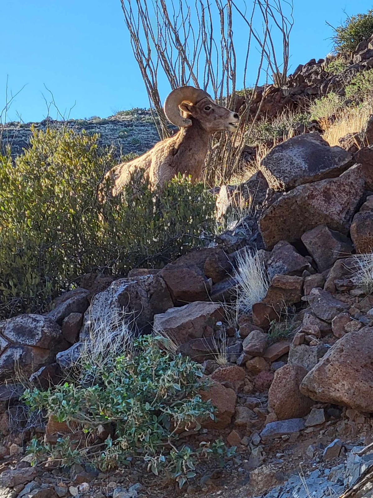 A wild bighorn sheep is observed among rocky terrain, partially concealed by shrubs and tall grasses. The animal's prominent horns and neutral-colored fleece blend with the surrounding landscape, showcasing the natural beauty of the wilderness.