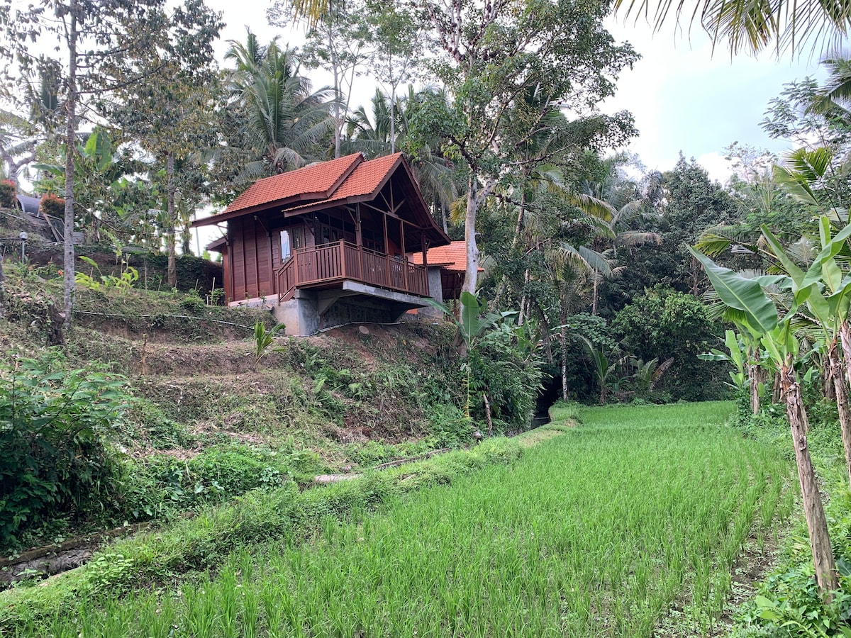 A small cottage is situated on an elevated area, surrounded by lush greenery and rice fields. The structure features a wooden exterior and a covered porch, providing a view of the expansive yard filled with trees and vibrant rice plants.