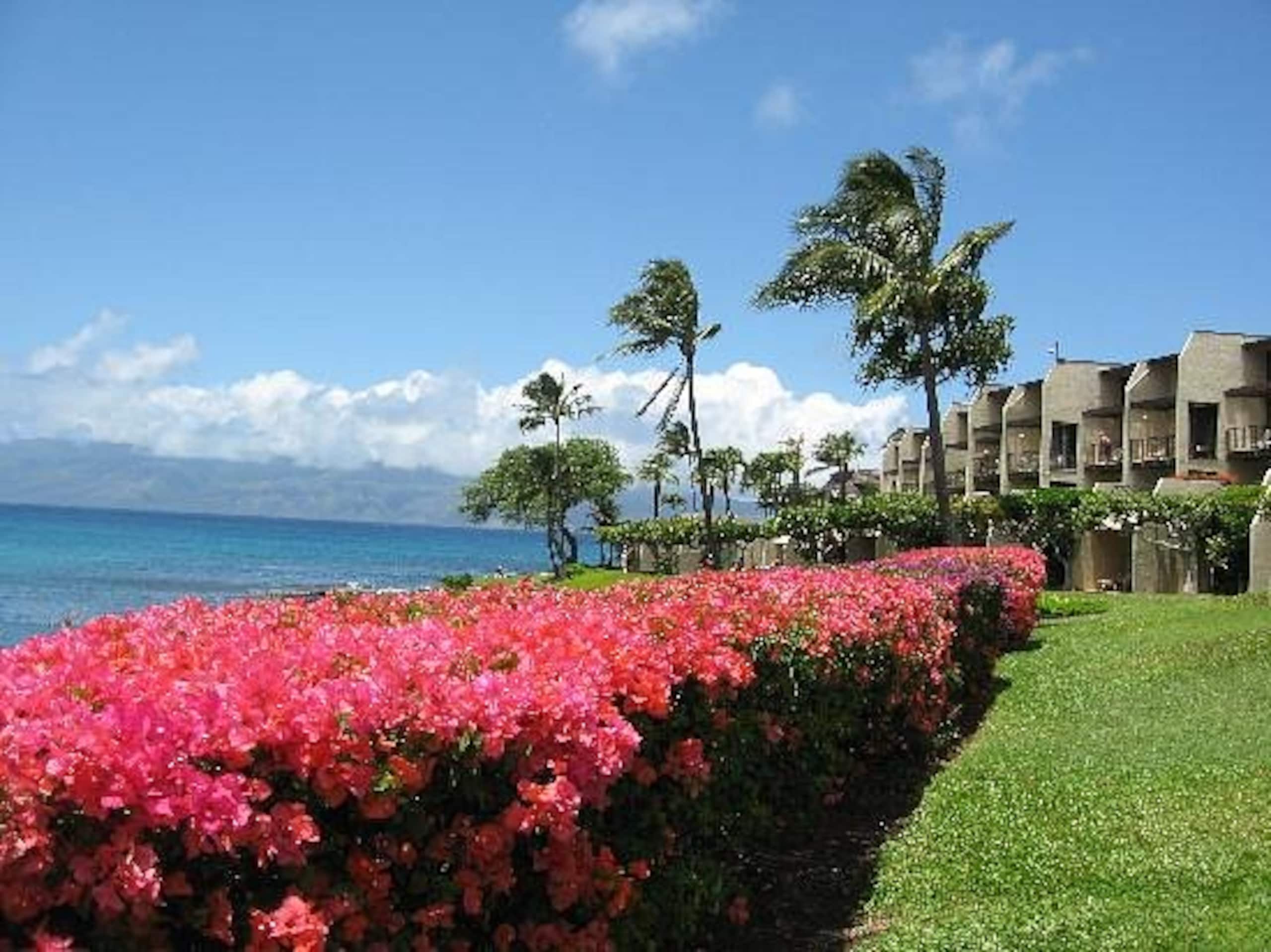 Condo in Lahaina · ★4.87 · 1 bedroom · 1 bed · 1 bath - Image 96
