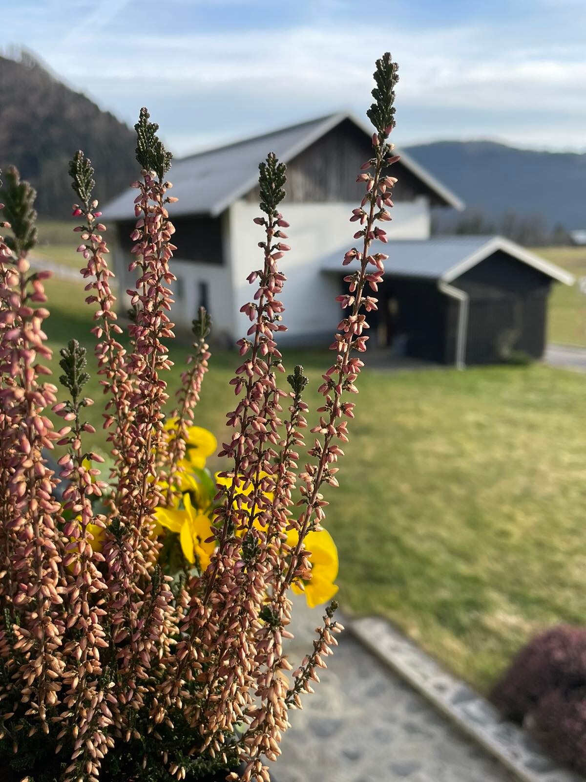 A close-up of delicate flowering plants stands in the foreground, showcasing slender pinkish blossoms. In the background, a white house with a dark roof is visible, along with a smaller black structure, framed by a serene green landscape and distant hills.