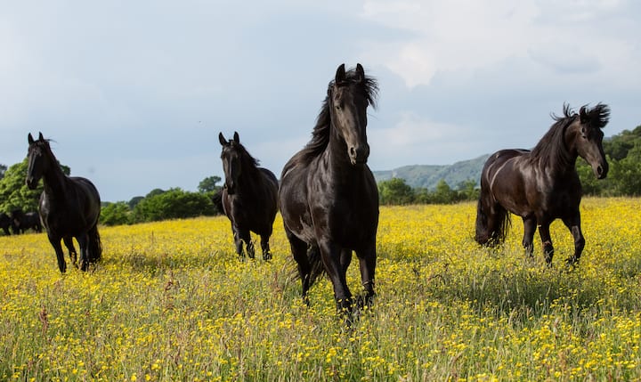See our herd of happy  Friesians