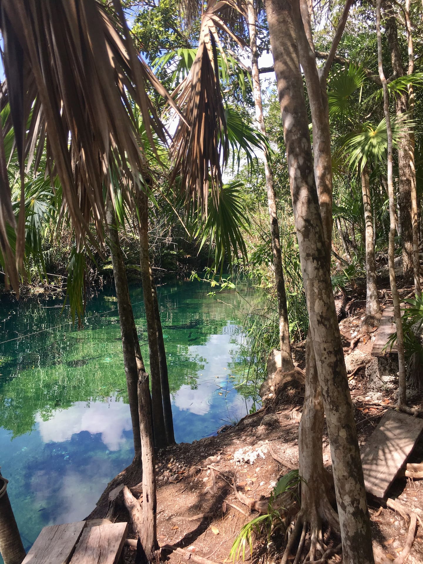 one of the best tulum cenotes in mexico - a natural freshwater jungle river | Cenotes Tours Tulum
