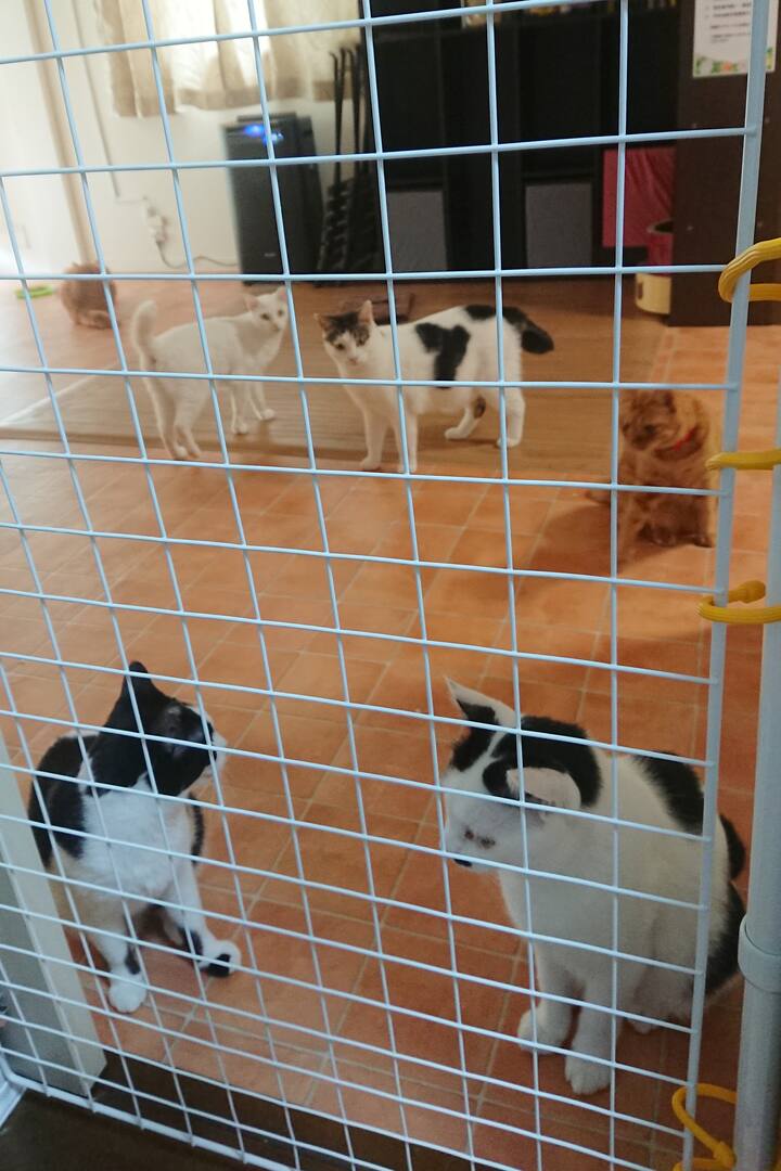 保護猫カフェで猫と過ごす幸せなひと時 Airbnb