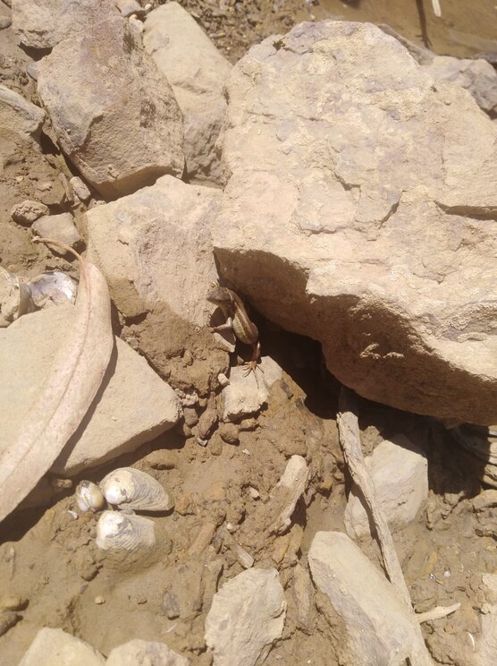 Show full-screen, host-provided image