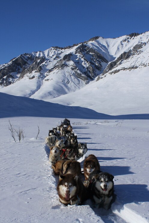 Alaskan Malamute Sled Dog Adventure Alaskan Malamute Sled Dog Adventure