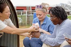 Cuddle with Kunekune Pigs -ages 18 and up