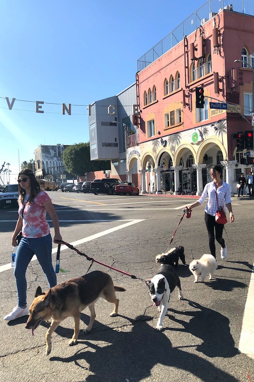 Venice Beach Walking Tour W Rescue Dogs Venice Beach Walking Tour W Rescue Dogs