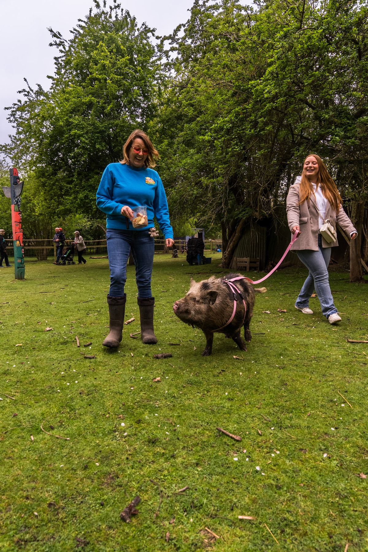 Walk a micro pig through an ancient orchard