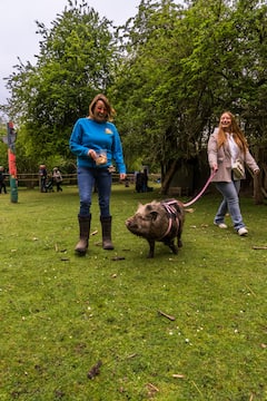 Pasea a un cerdito por un antiguo huerto