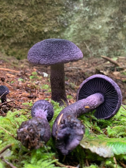 best learning mushroom garden