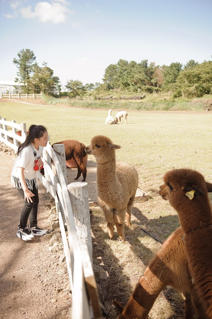 Healing Experience with Alpacas in the Forest of Jeju Island Airbnb