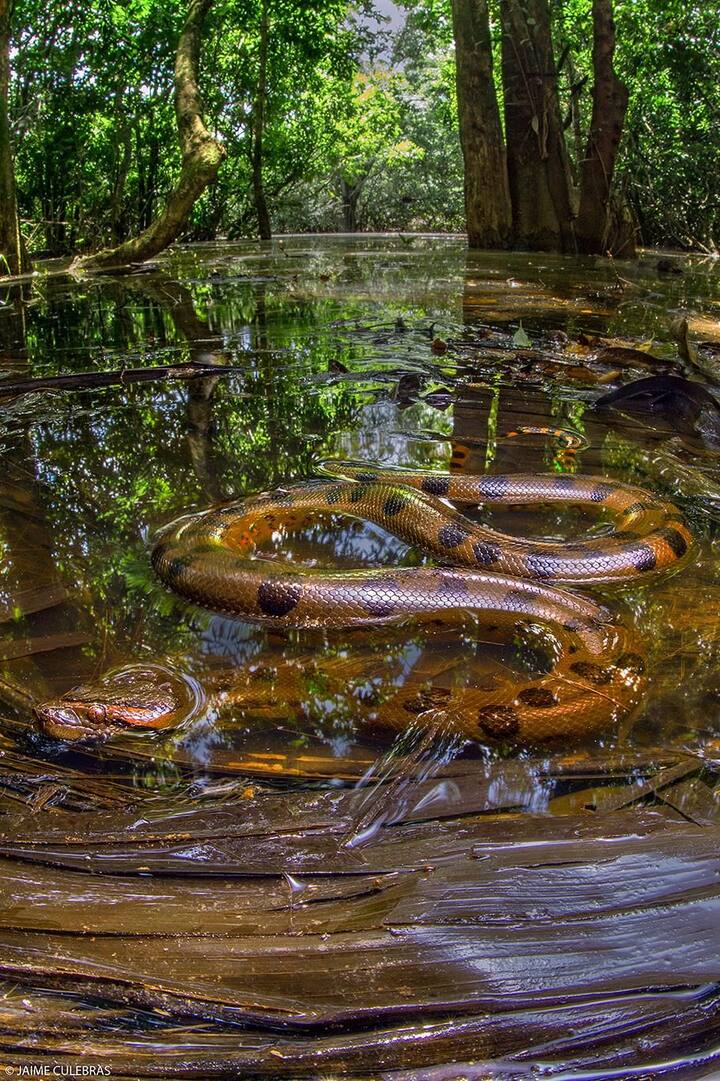 Giant Green Anacondas Of The Amazon Airbnb Giant Green Anacondas Of The Amazon Airbnb