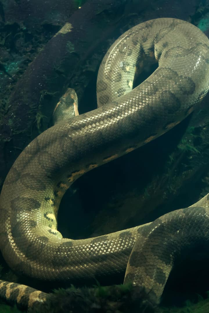 Giant Green Anacondas Of The Amazon Airbnb