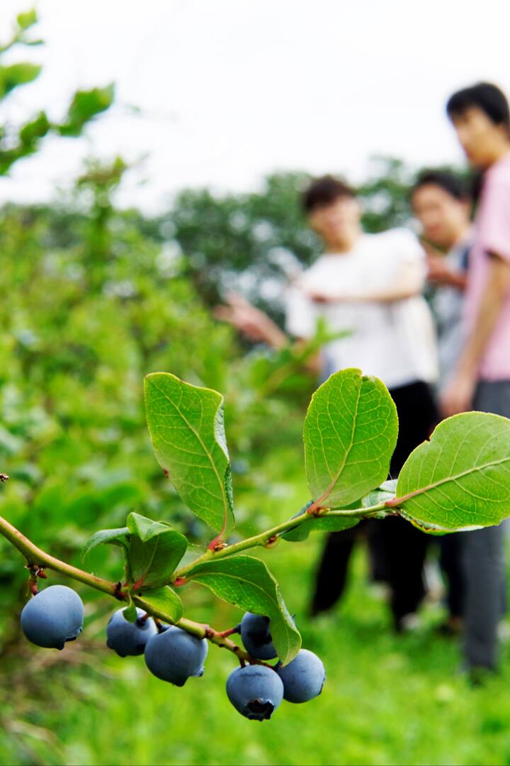 果実と安らぎの里 さくらんぼ ブルーベリー等果物狩り体験 記念撮影 ガイド付き Airbnb
