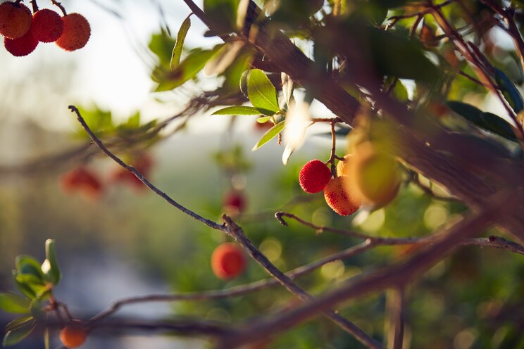 Show full-screen, host-provided image