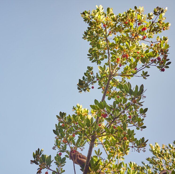 Show full-screen, host-provided image