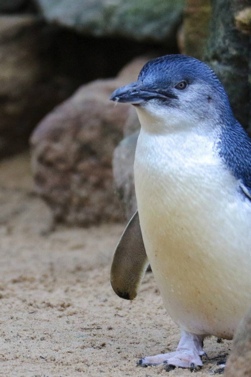 Closeencounters Of A Little Penguin Kind Airbnb