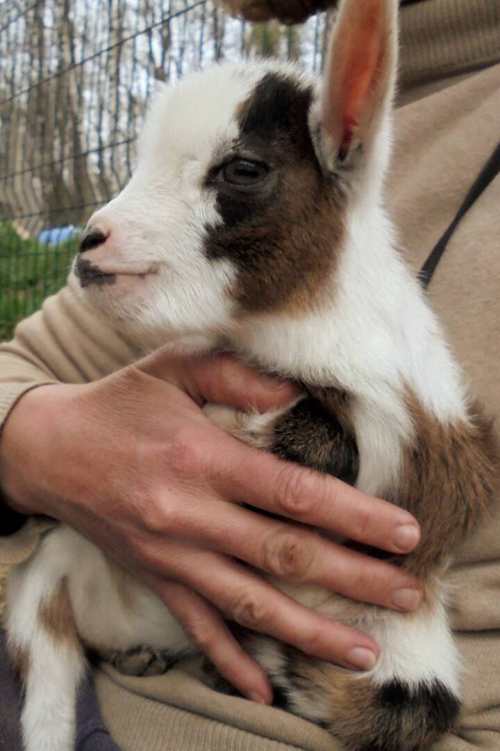 Je Caline Et Soigne Ma Chevre Miniature Airbnb