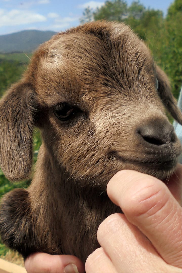 Je Caline Et Soigne Ma Chevre Miniature Airbnb