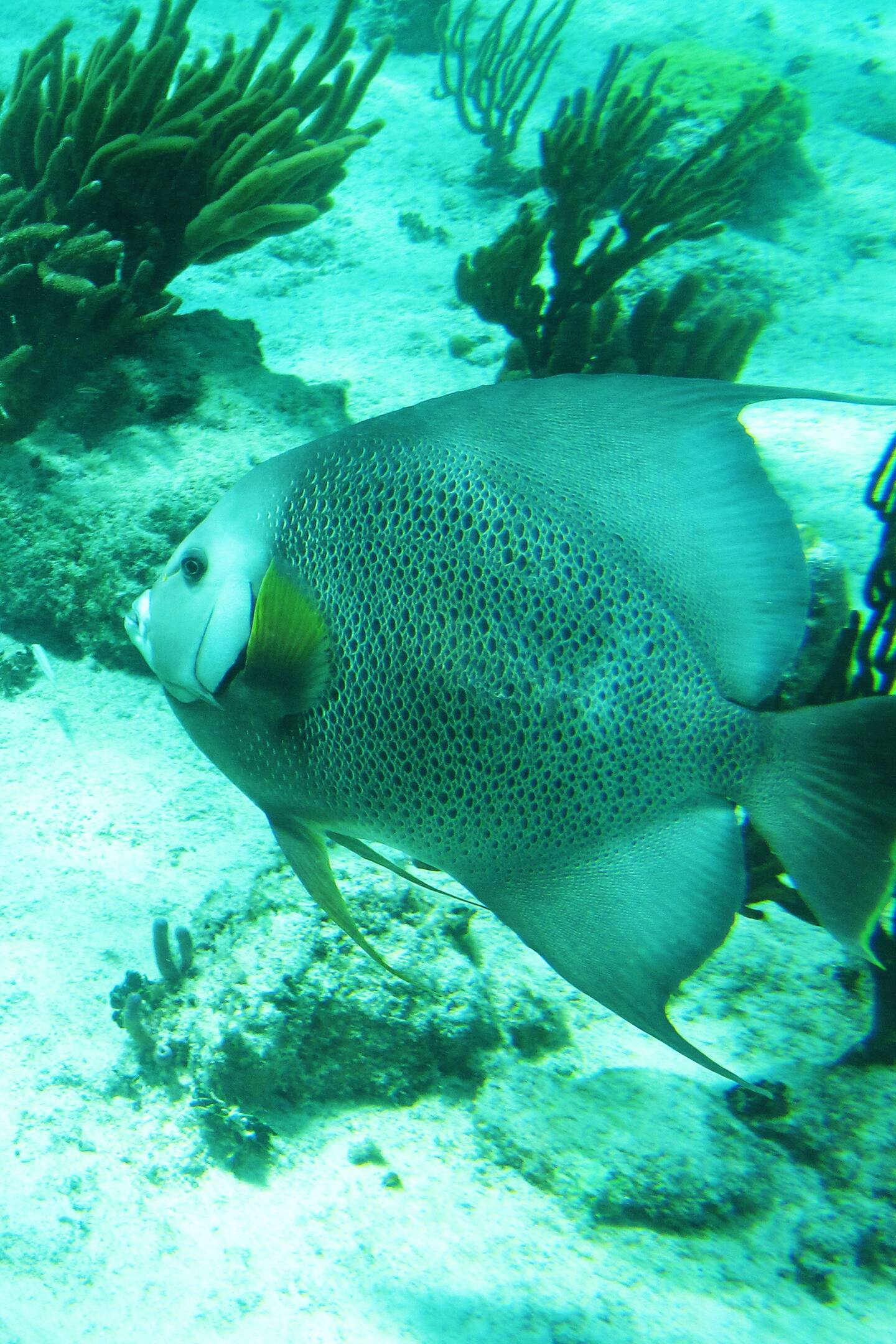 tropical fish | tulum snorkeling in mexico
