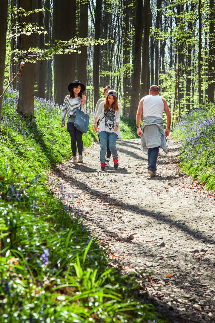 Hallerbos Hyacinten Wandeling Brussel Airbnb