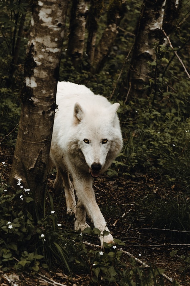 Come Howl with us - Airbnb