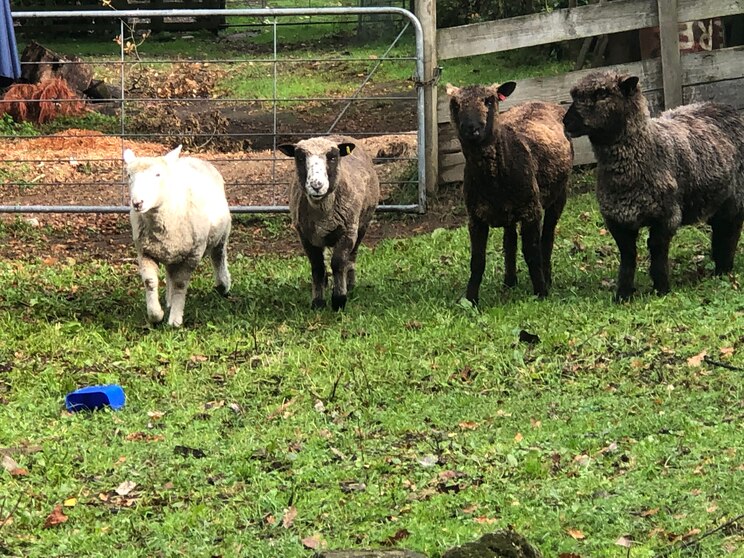 Show full-screen, host-provided image