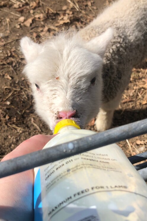 Show full-screen, host-provided image