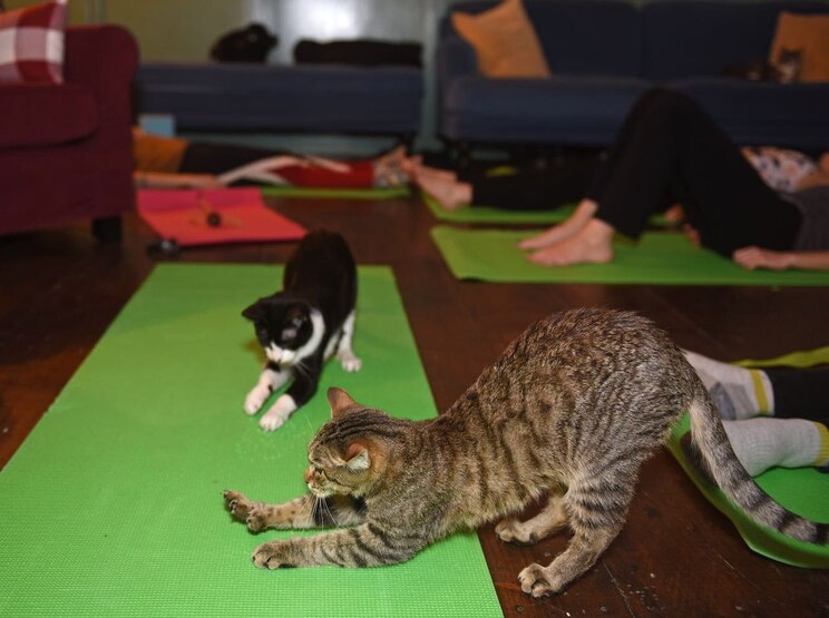 Mostrar imagem fornecida pelo anfitrião em ecrã inteiro