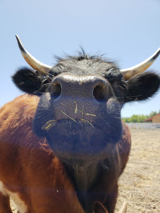 Mostrar imagem fornecida pelo anfitrião em ecrã inteiro