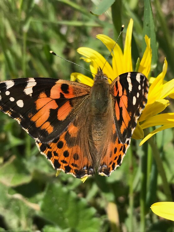 Mostrar imagem fornecida pelo anfitrião em ecrã inteiro