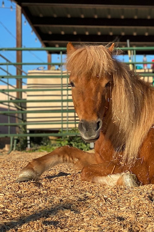 Mostrar imagem fornecida pelo anfitrião em ecrã inteiro