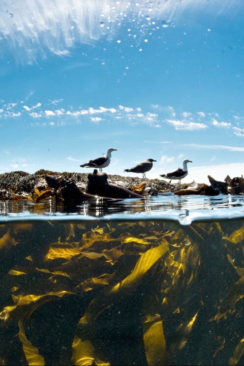 Show full-screen, host-provided image